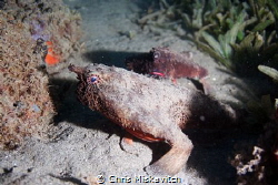 Bat Fish Friends by Chris Miskavitch 